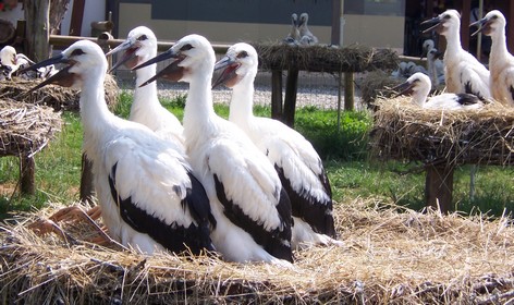 Hunawihr - Famille nombreuse - Photo LE POGAM